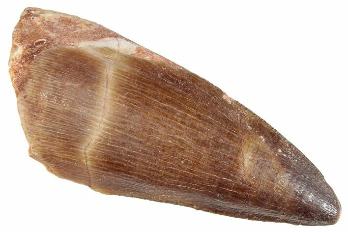 Fossil Mosasaur (Prognathodon?) Tooth - Morocco #286281
